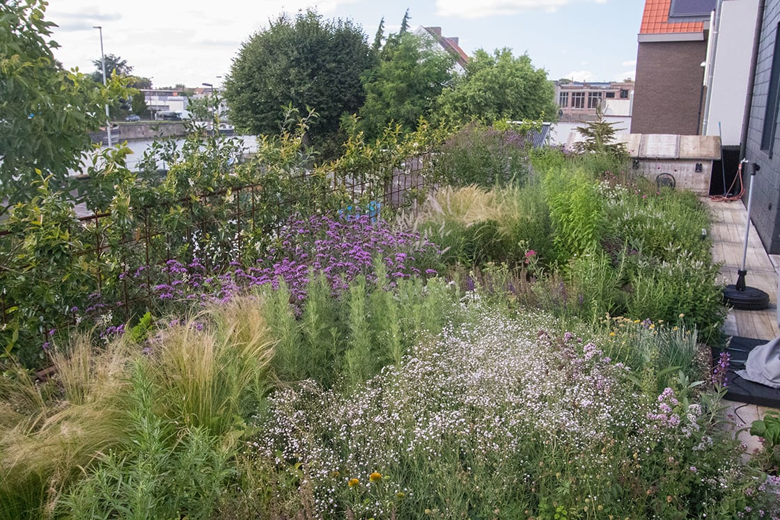 Daktuin in Gent, foto 2