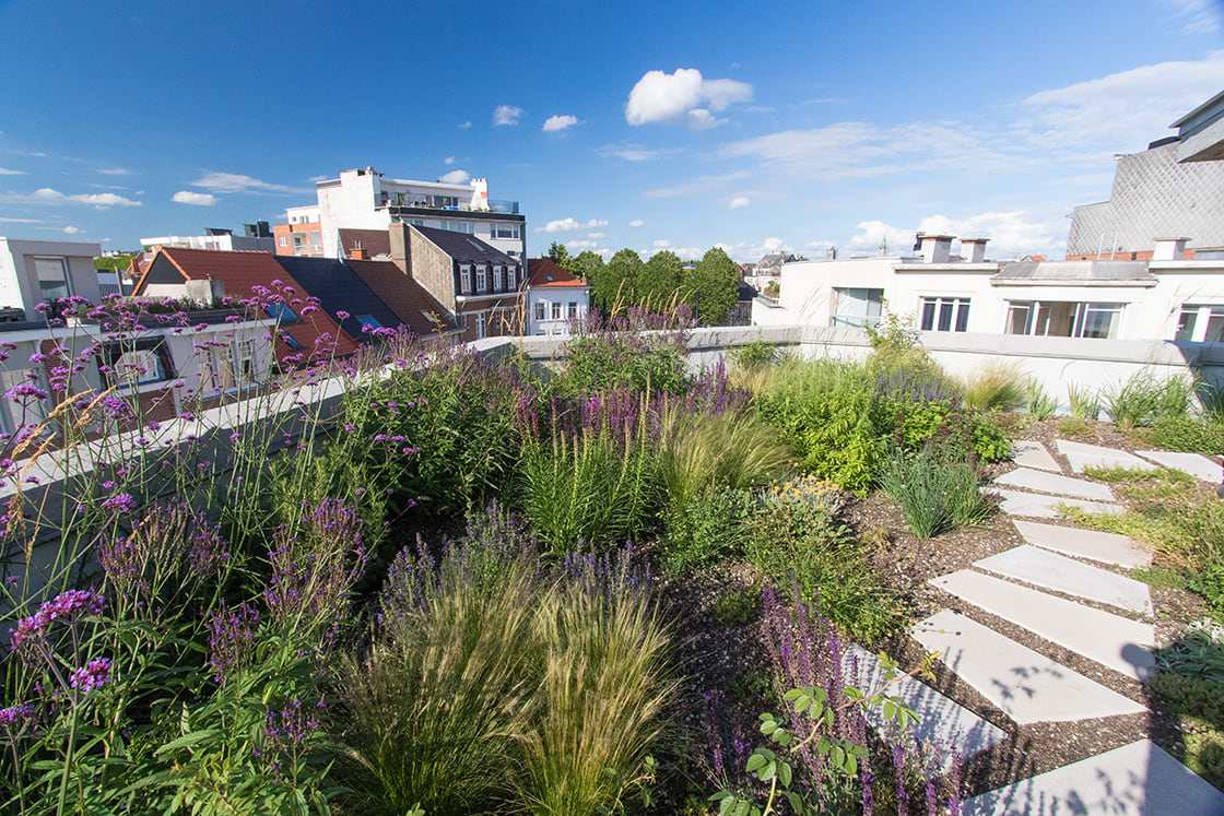 Semi-intensief groendak in Gent, foto 4
