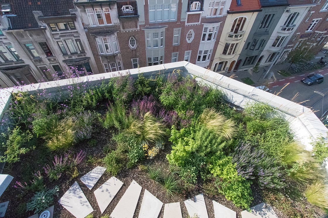 Semi-intensief groendak in Gent, foto 3
