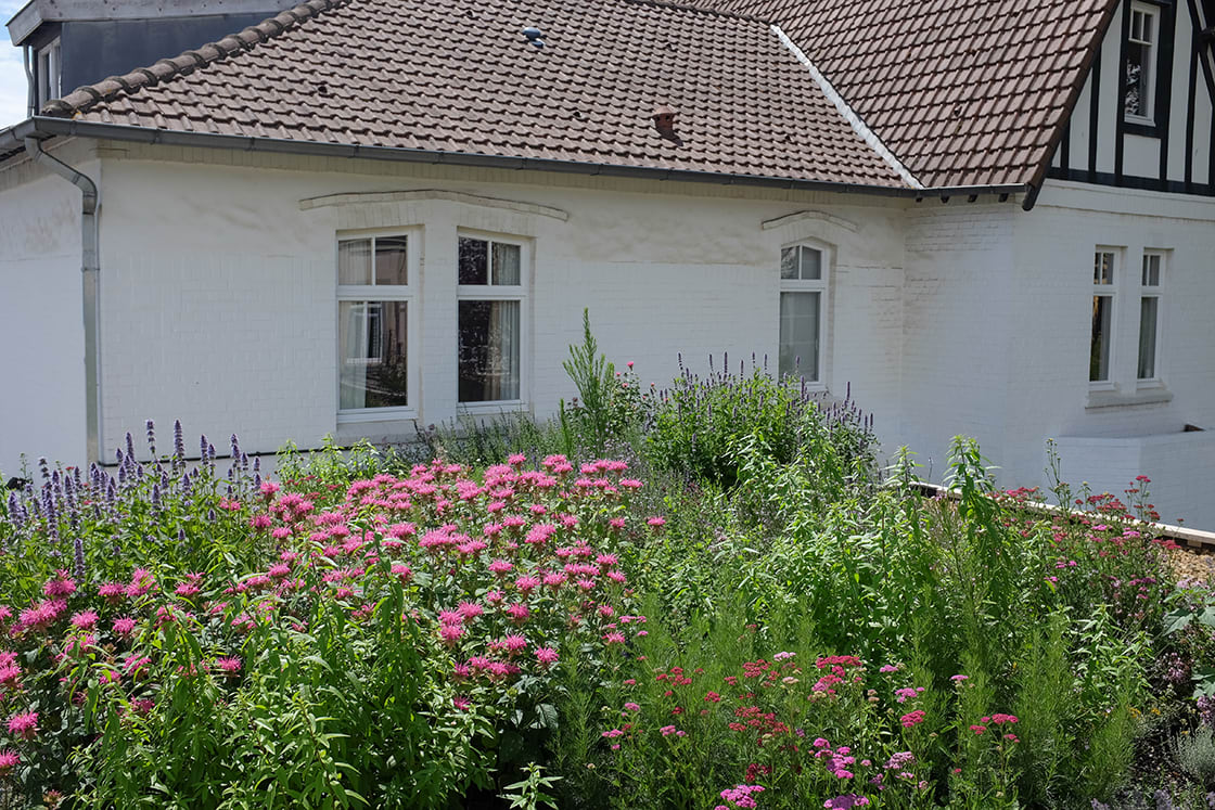 Semi-intensief groendak in Elsene, foto 5