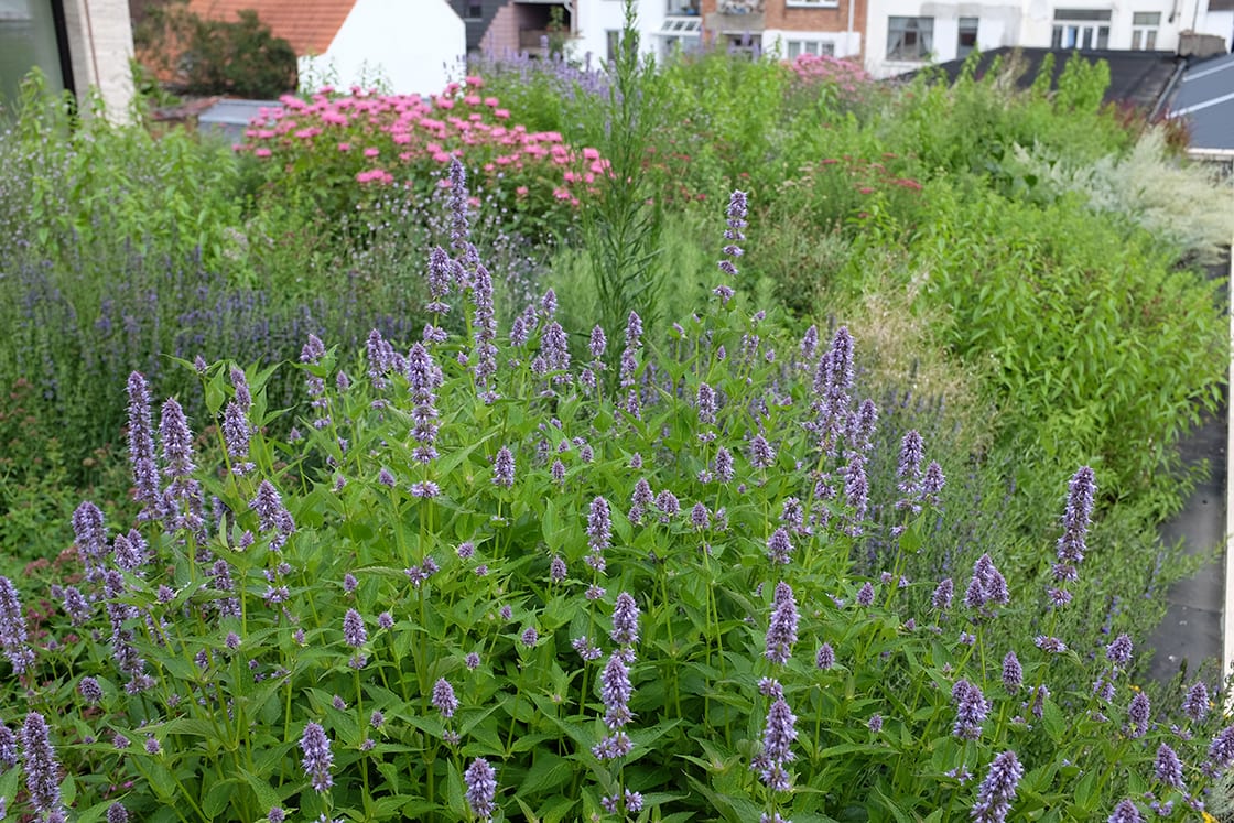 Semi-intensief groendak in Elsene, foto 9