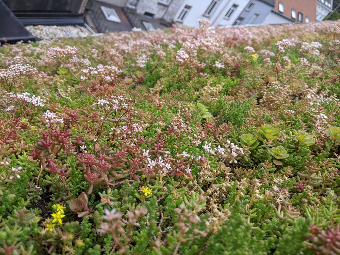 Sedumdak in Gent, foto 2