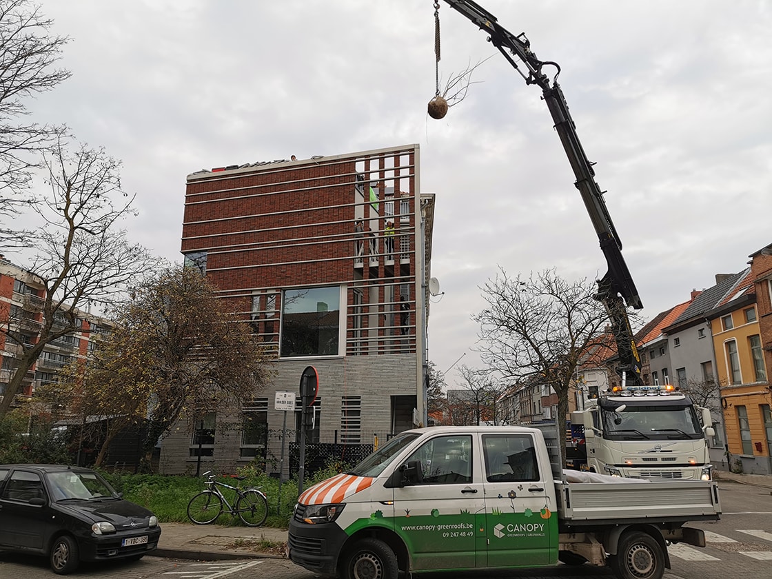Daktuin in Gent, foto 12