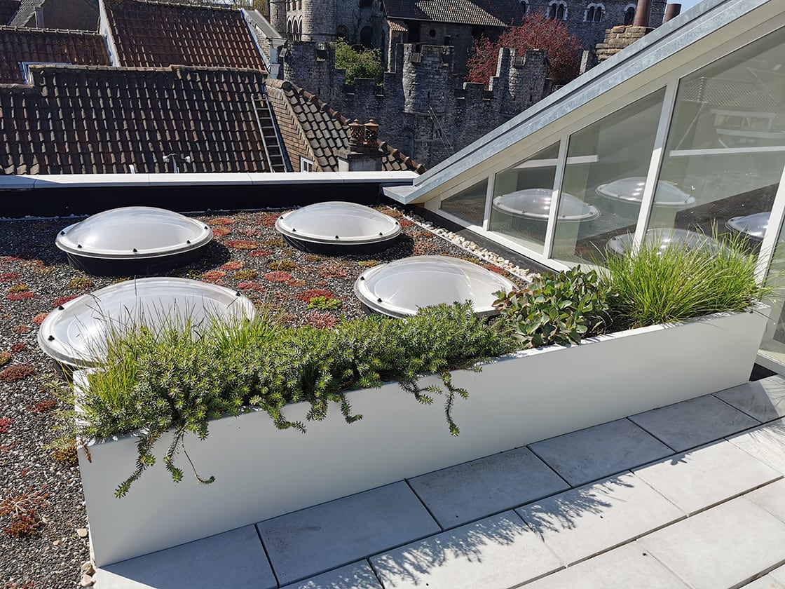 Sedumdak in Gent, foto 2