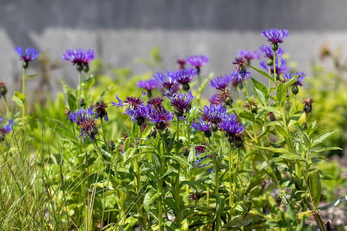 Semi-intensief groendak in Gent, foto 7