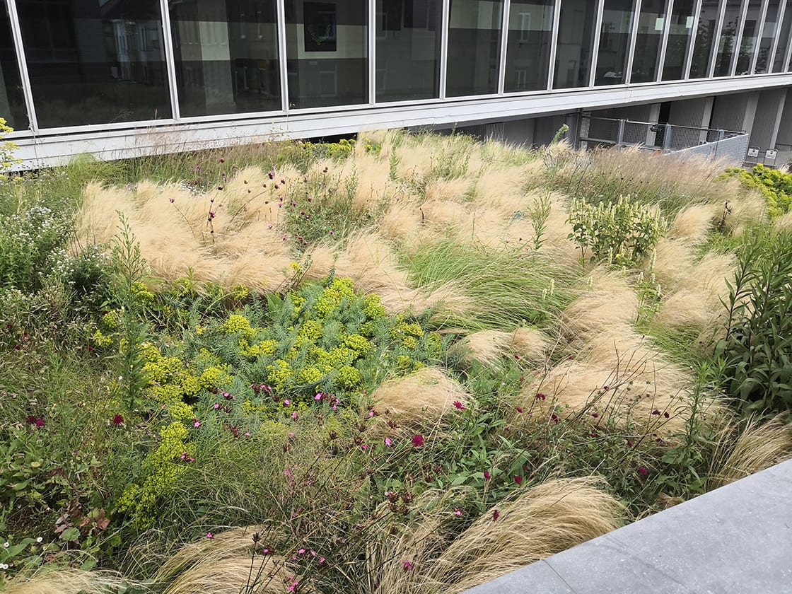 Semi-intensief groendak in Gent, foto 2