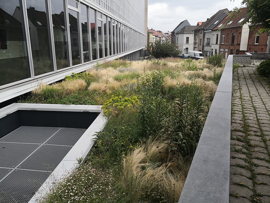Semi-intensief groendak in Gent, foto 3