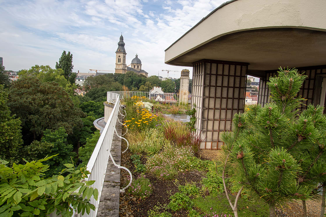 Semi-intensief groendak in Gent, foto 11