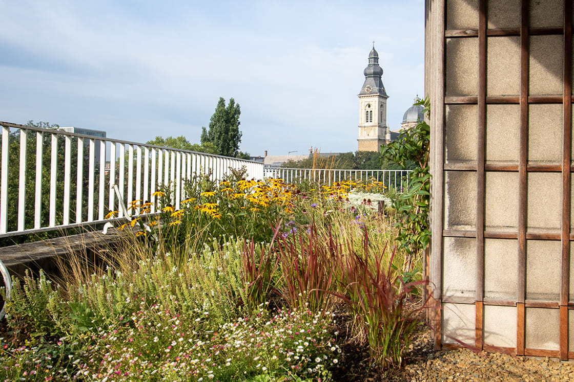 Semi-intensief groendak in Gent, foto 14