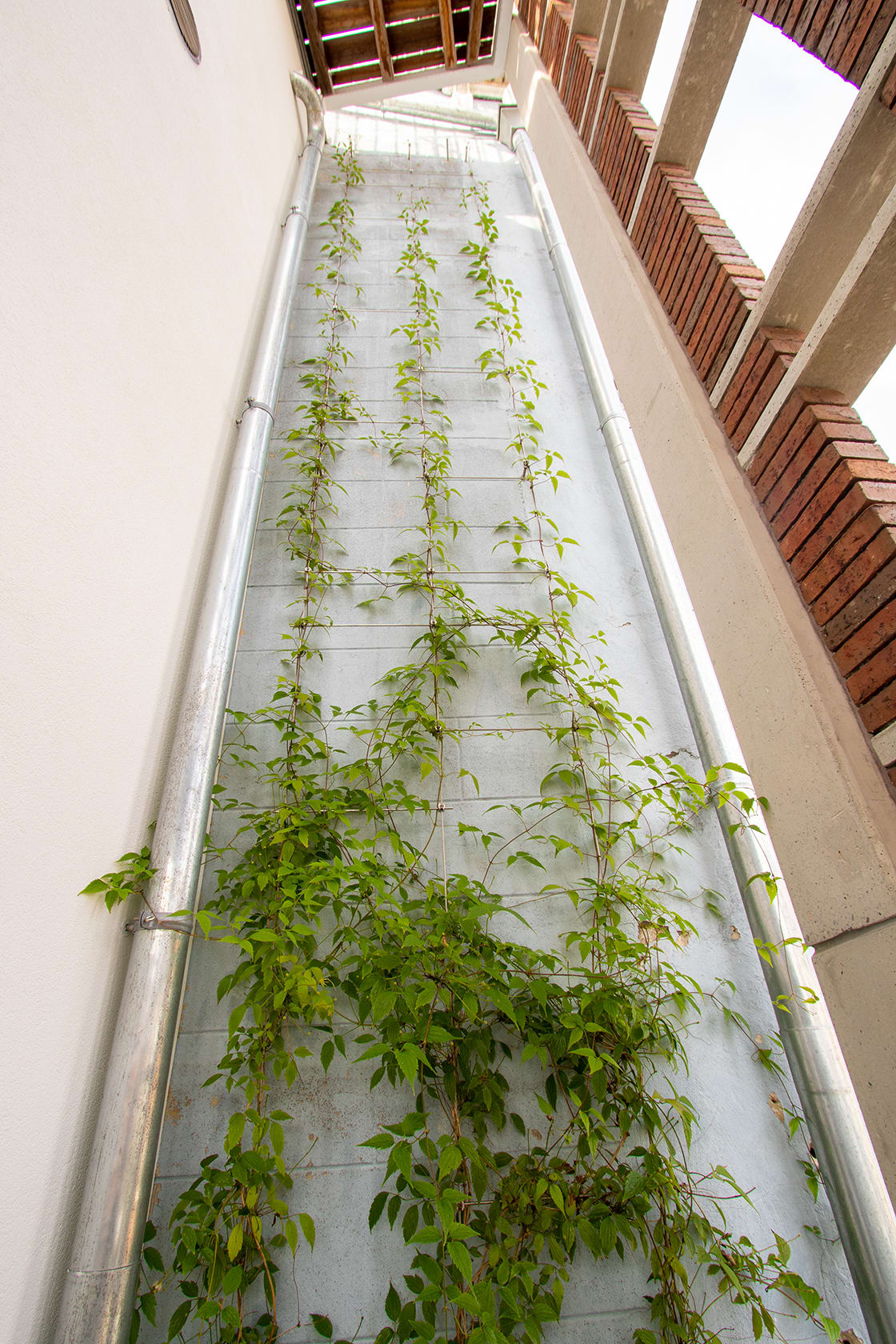 Daktuin in Gent, foto 6