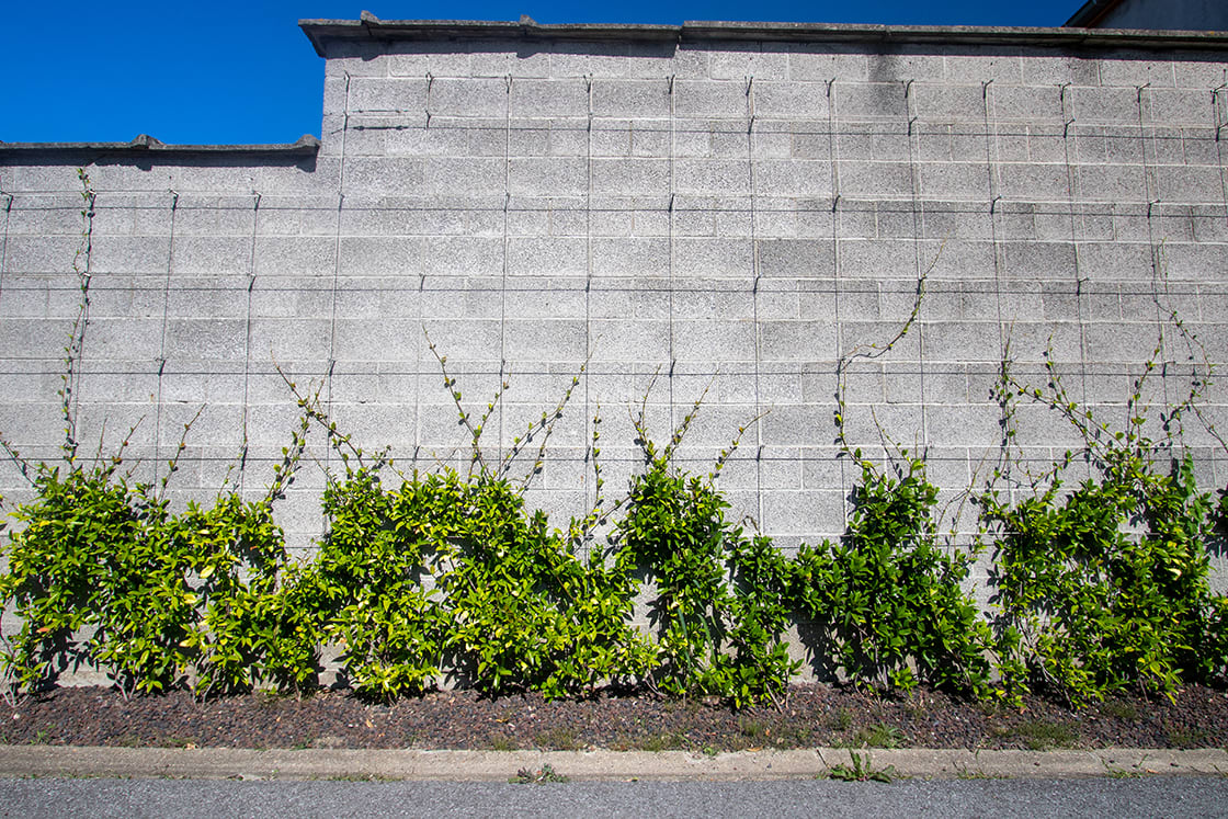 Groengevel in Gent, foto 2
