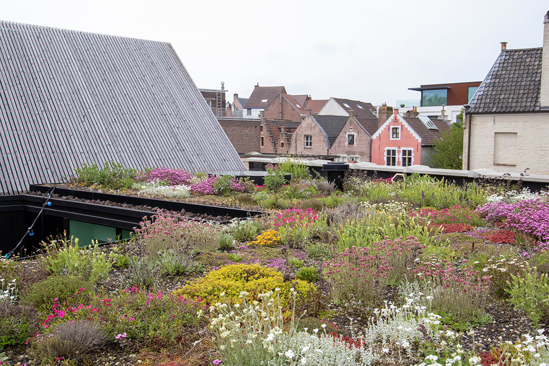 Natuurdak in Gent, foto 3
