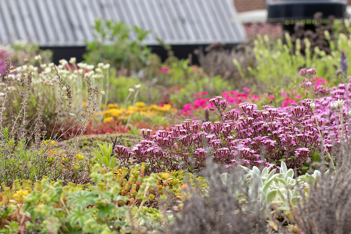 Natuurdak in Gent, foto 4
