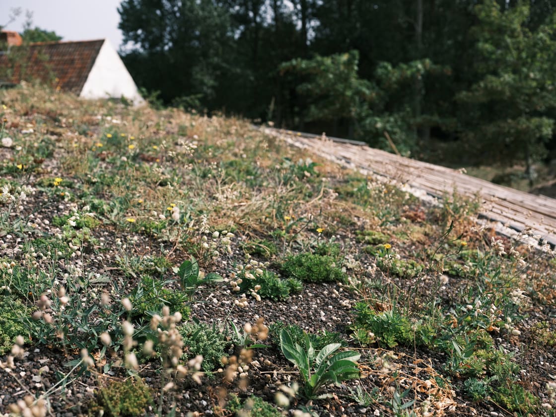 Hellend groendak in Nieuwpoort, foto 2