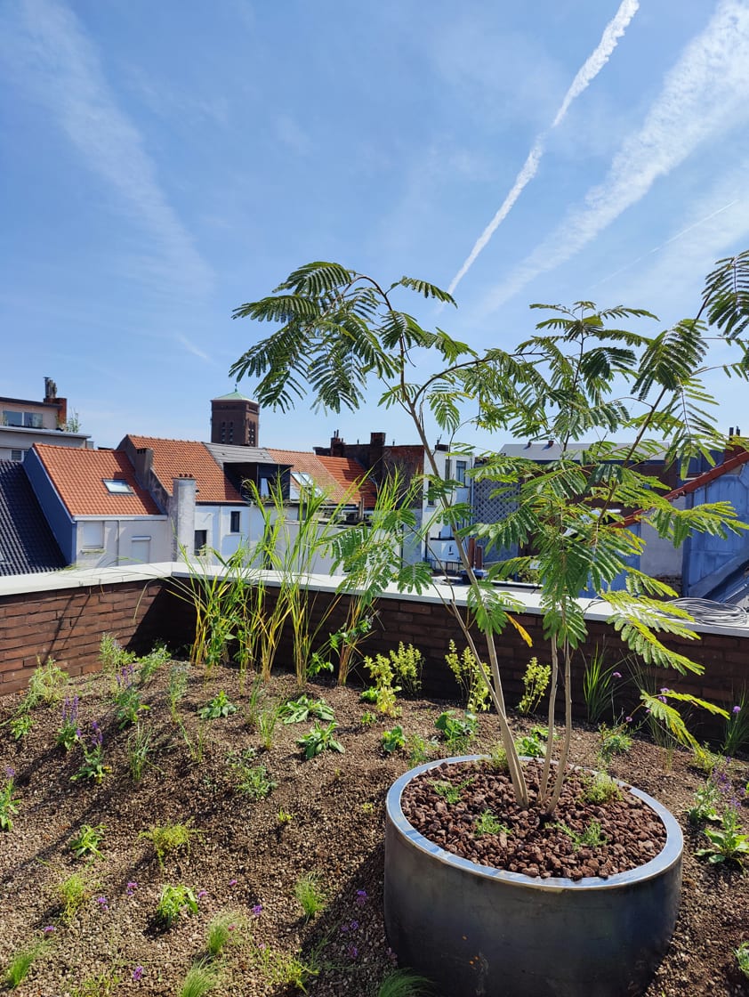 Semi-intensief groendak in Borgerhout, foto 2