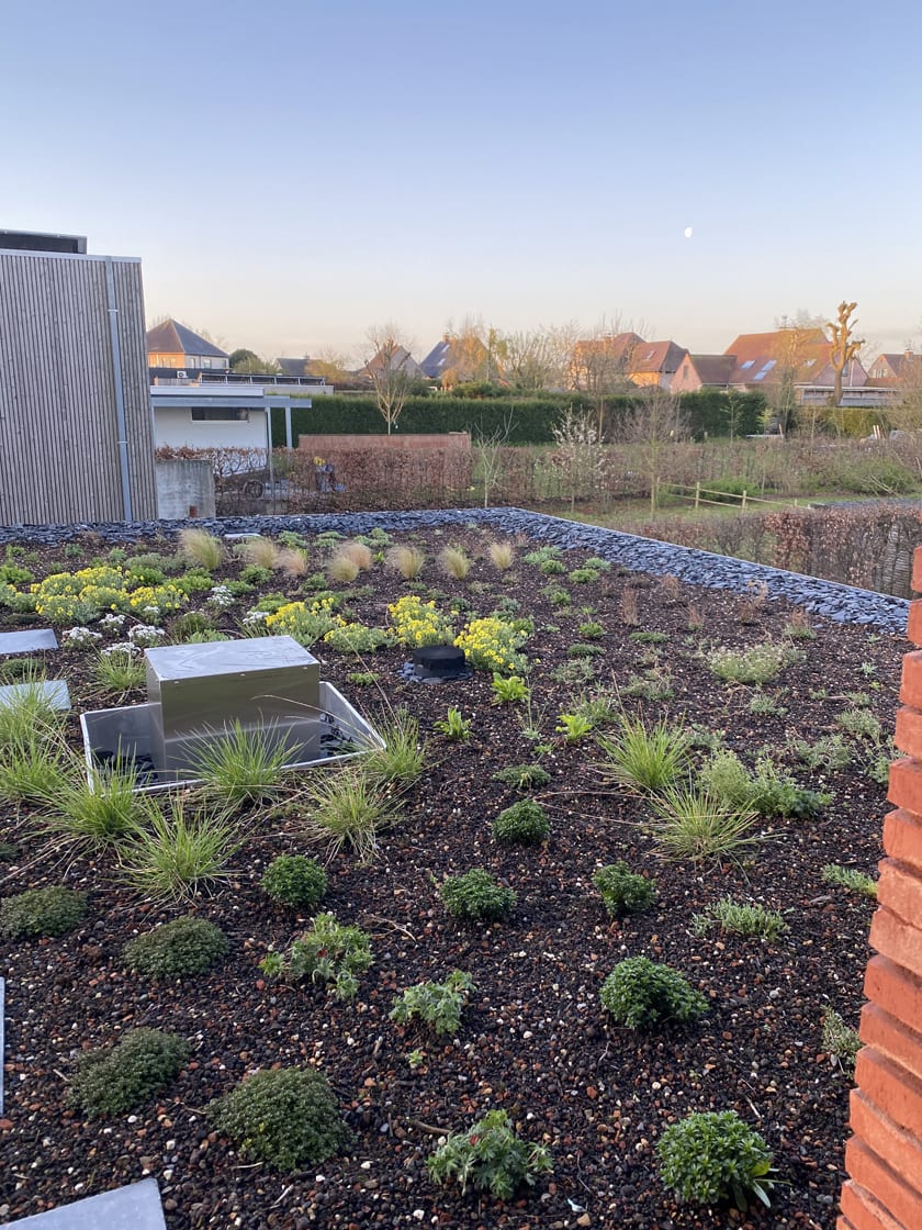 Semi-intensief groendak in Laarne, foto 5
