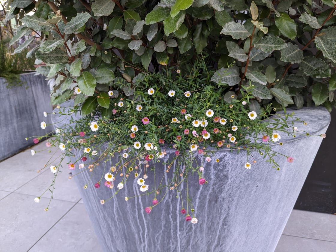 Dakterras met plantenbakken in Brussel, foto 6