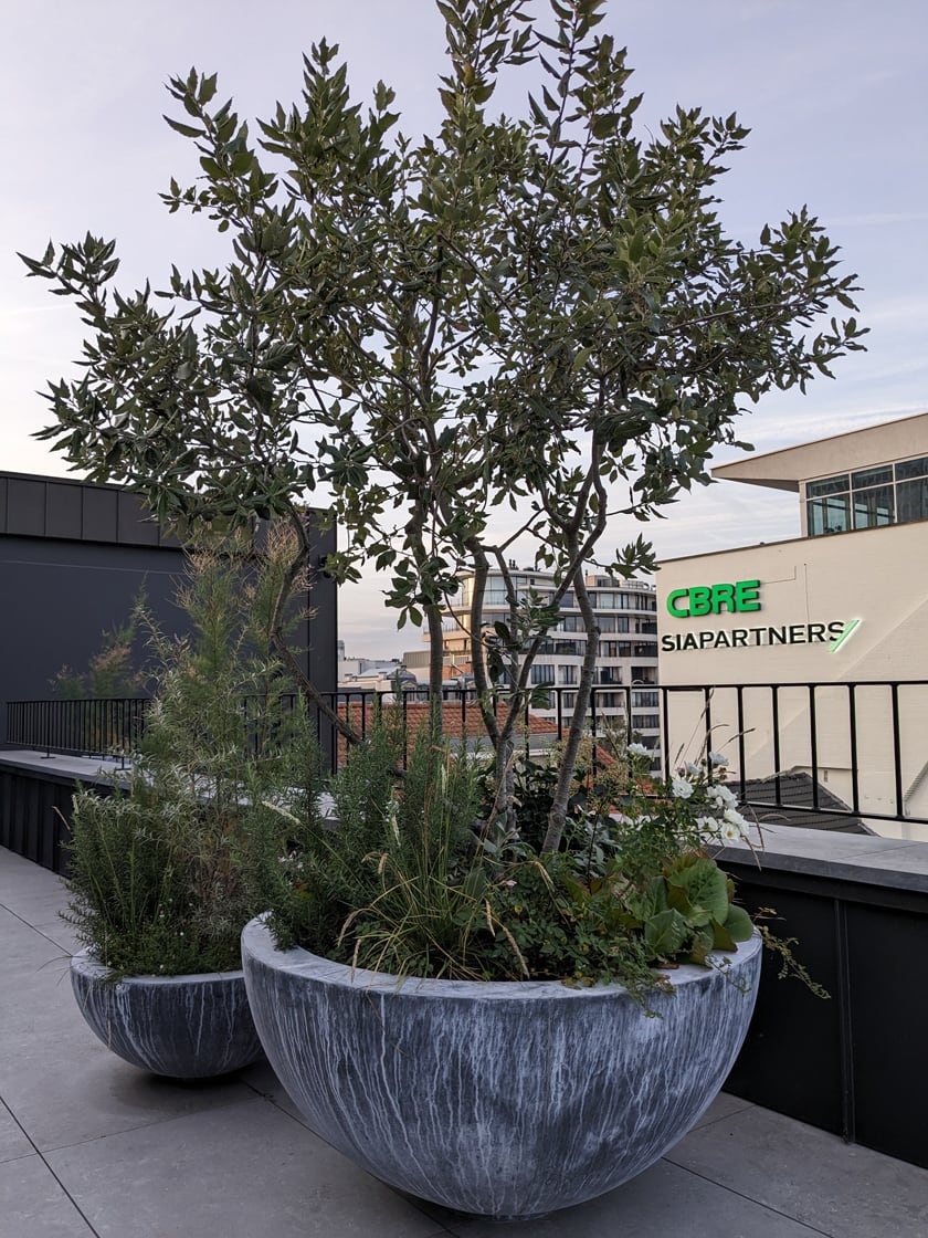 Dakterras met plantenbakken in Brussel, foto 7