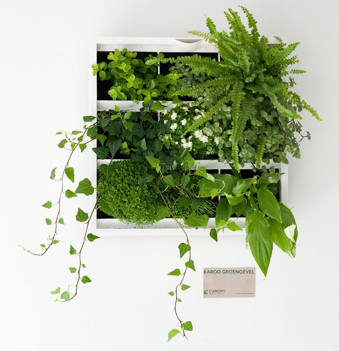 Ohne, Gent: groengevel door Canopy in Gent