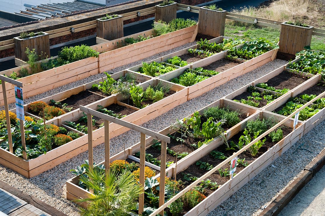 Rooffood, Gaston Gent: dakmoestuin door Canopy in Gaston Gent