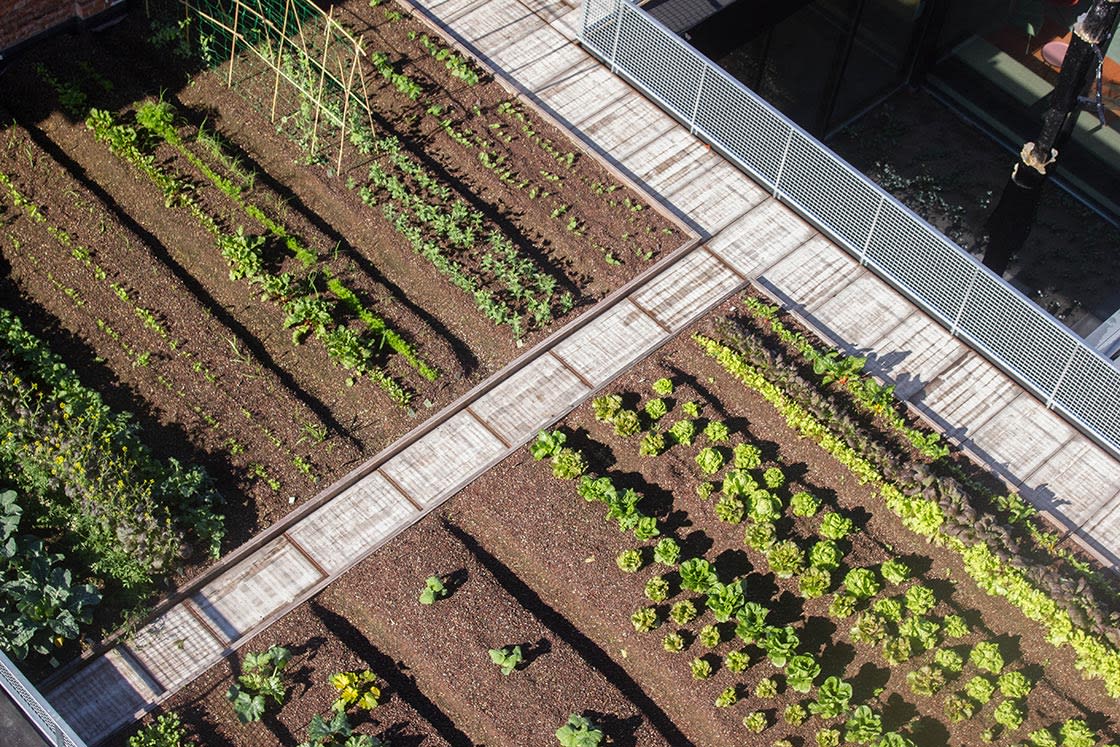 Rooffood, De Punt Gentbrugge: dakmoestuin door Canopy in De Punt Gentbrugge