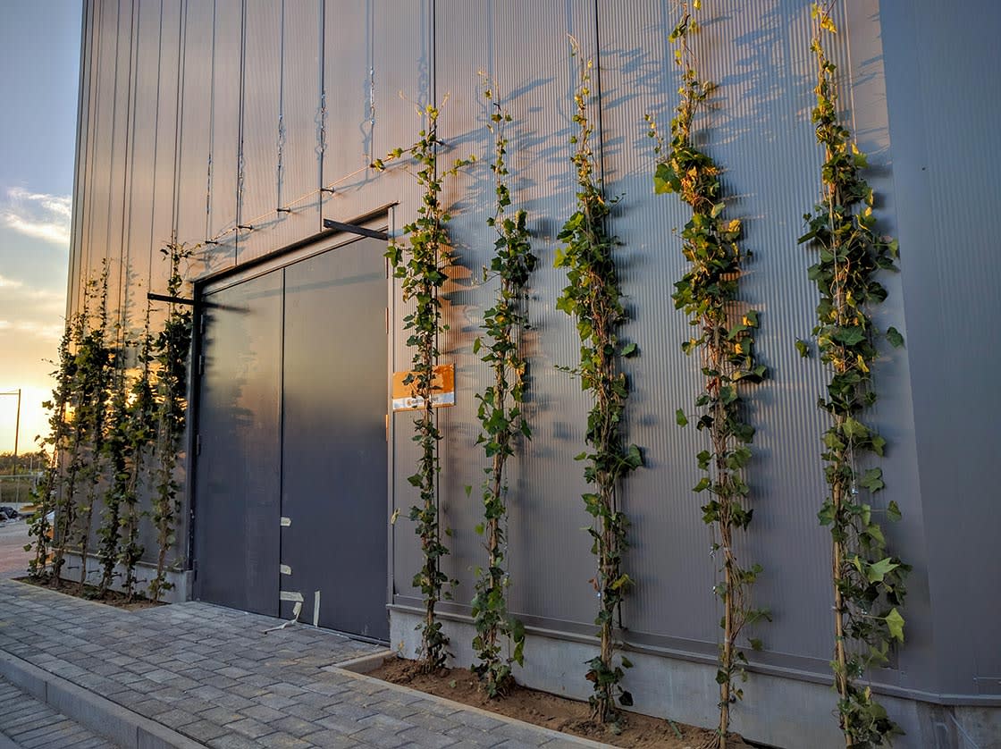 Groengevel in Anderlecht: groengevel door Canopy in Anderlecht