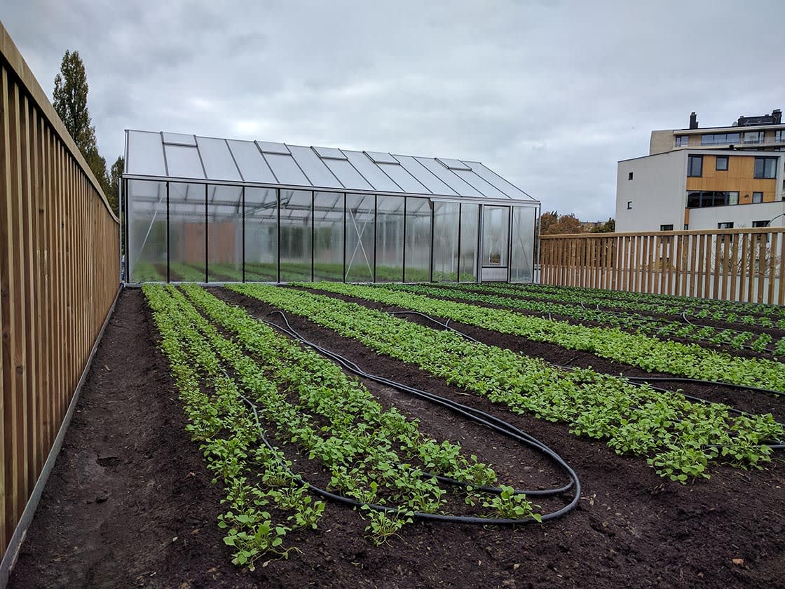 Delhaize, Boondael Elsene: dakmoestuin door Canopy in Boondael Elsene