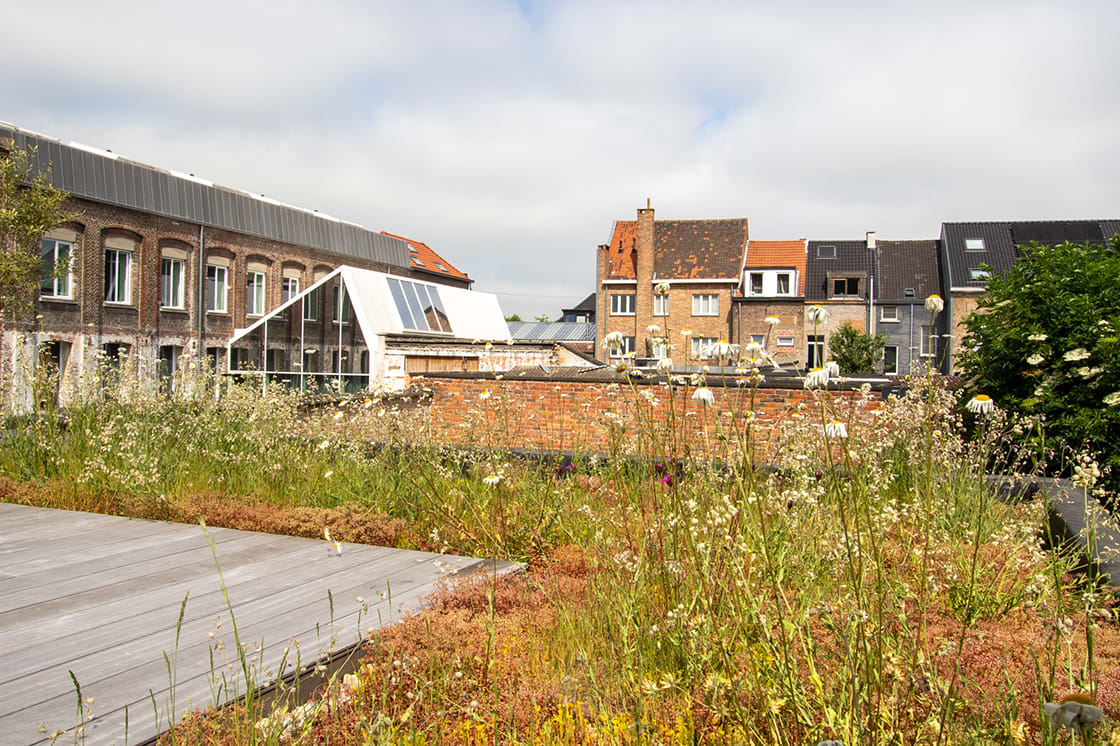 Natuurdak in Gent: natuurdak door Canopy in Gent
