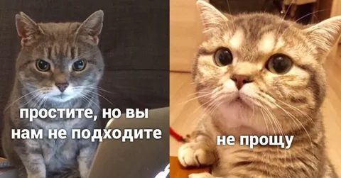 описание