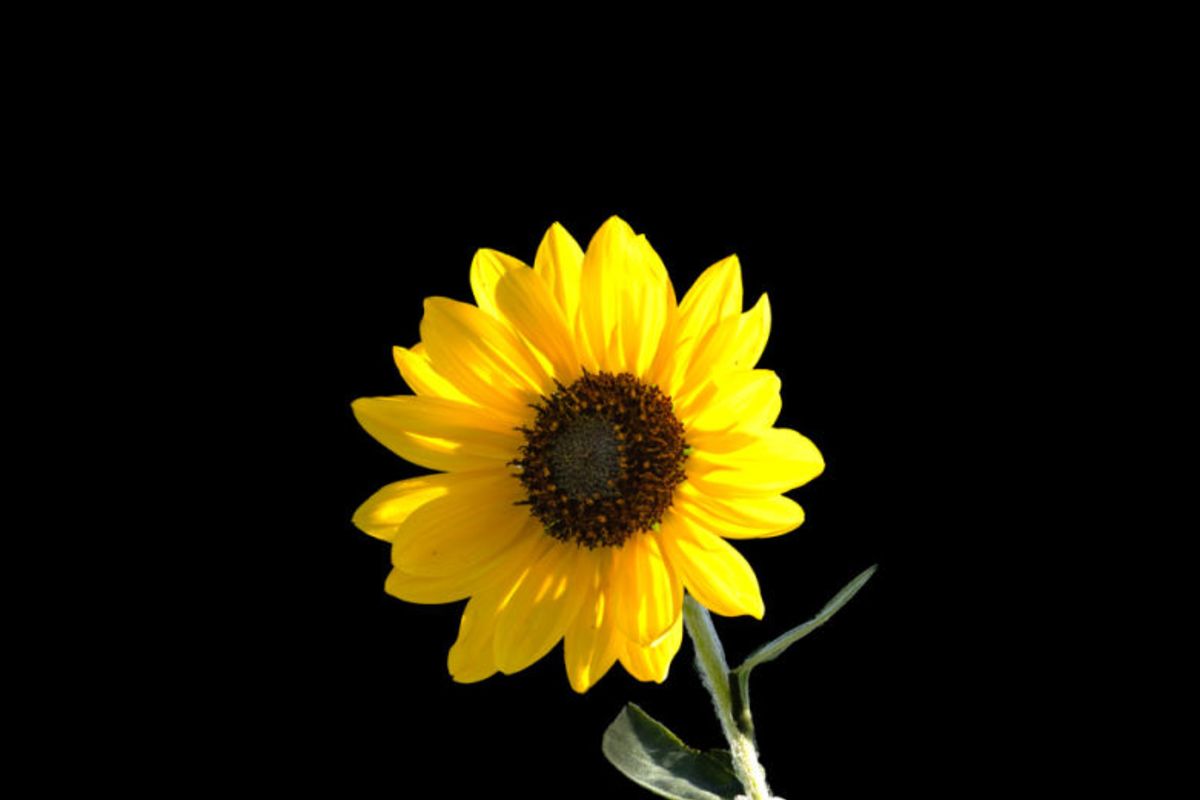 A Arte de Florescer