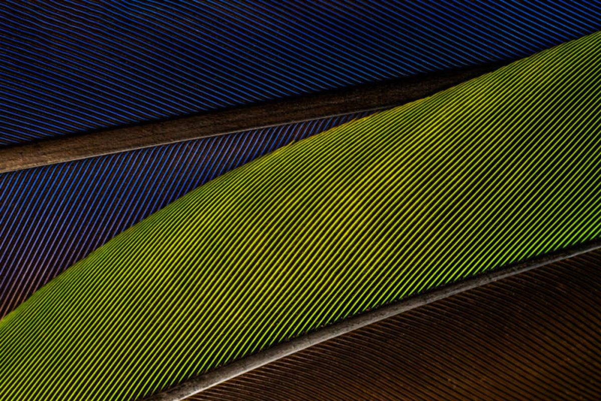 Geometrías de la naturaleza