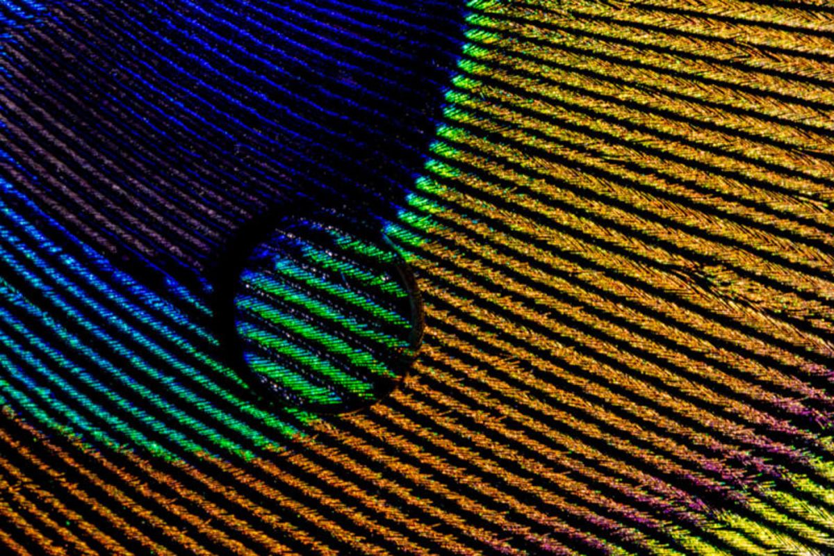 La naturaleza en detalle