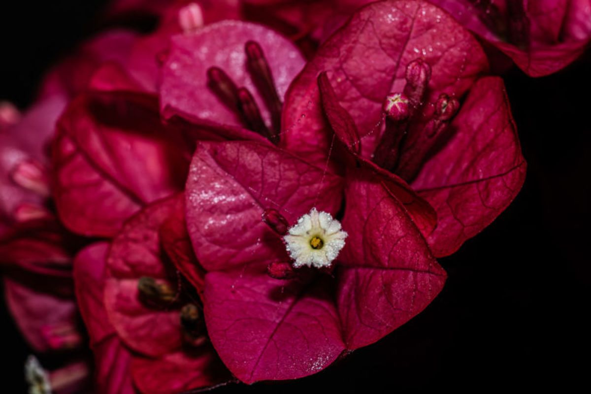 The Heart of Bougainvillea