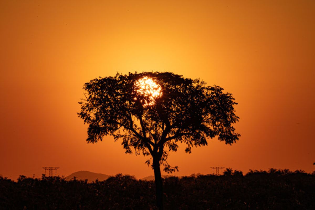O Coração do Pantanal