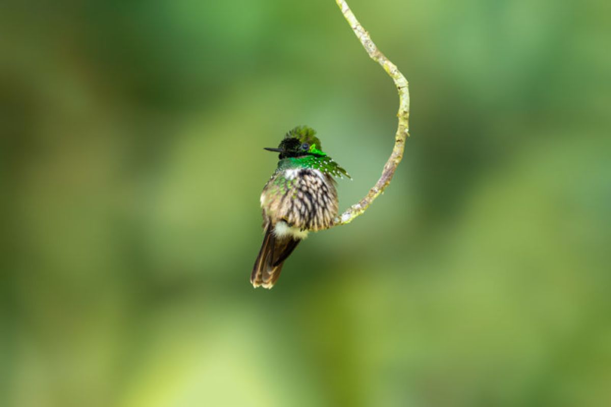 Divine Rest
