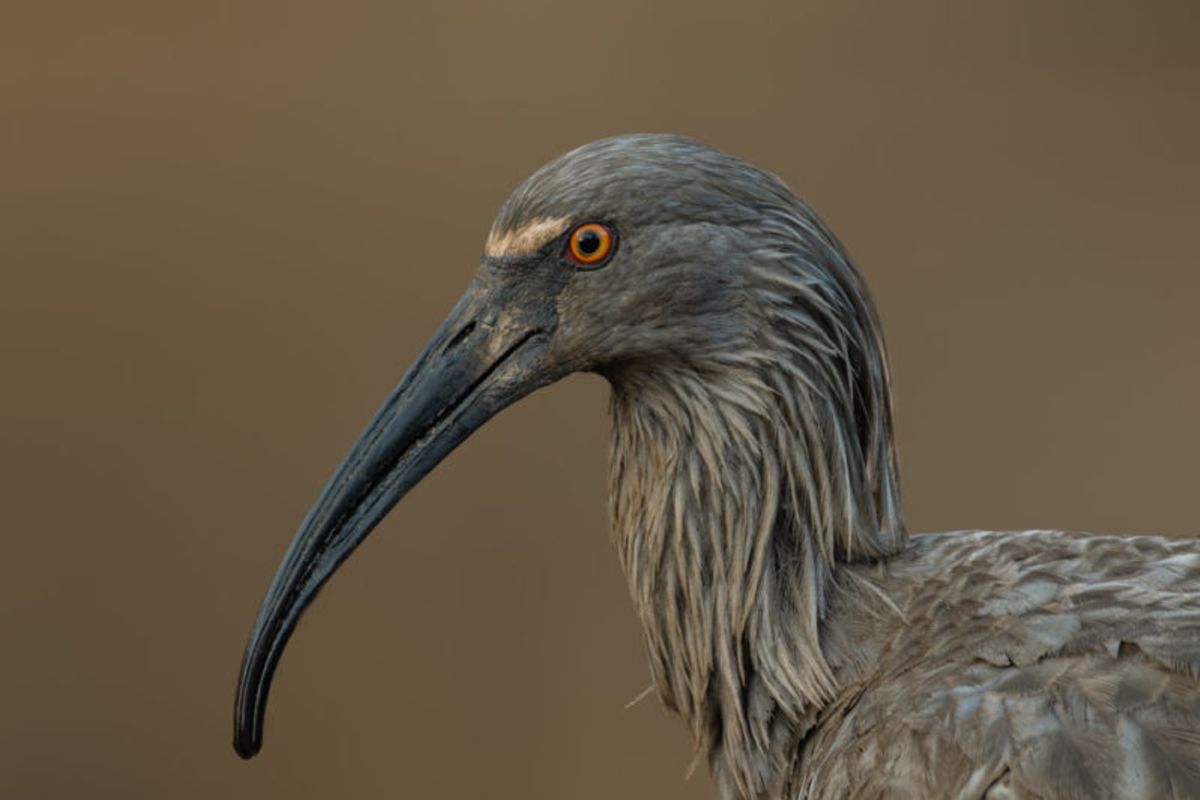 The Ancestor's Gaze