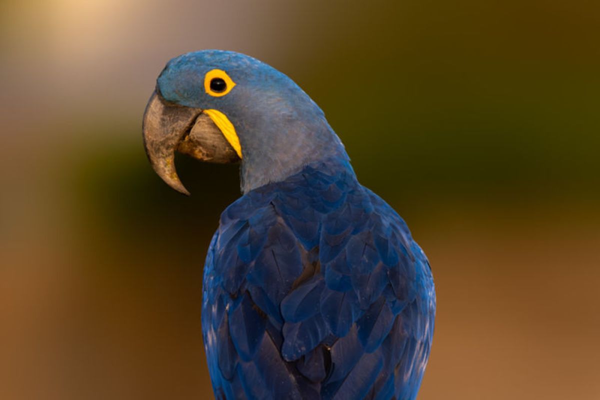 Guardião do Pantanal