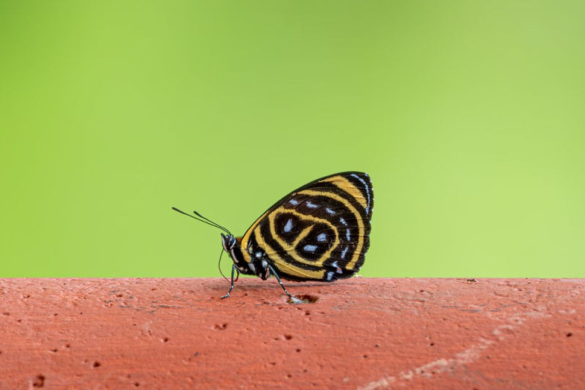 Elegância Alada