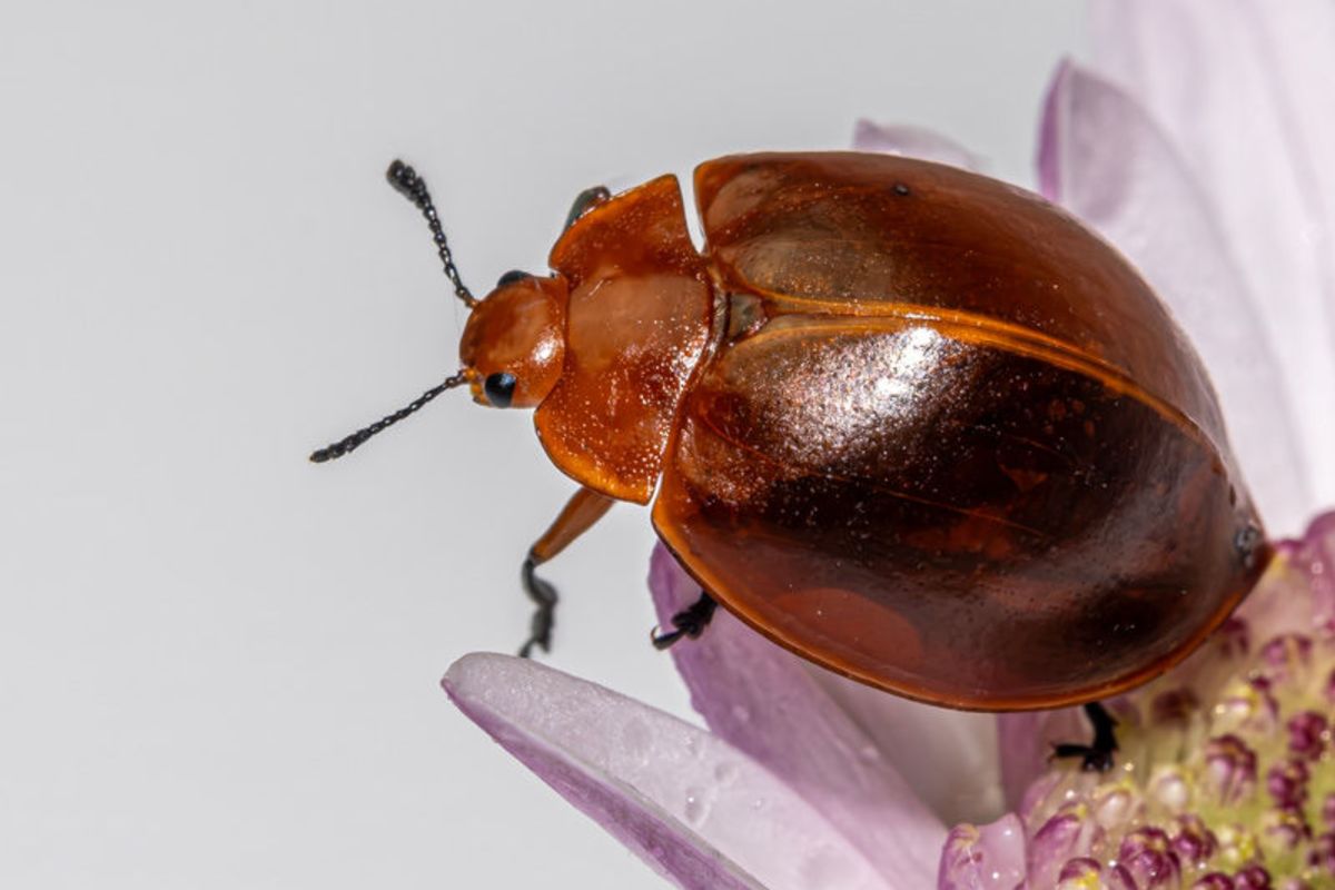 Elegância em Miniatura