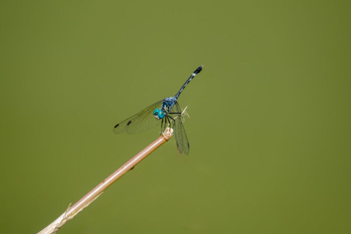 Microcosmo
