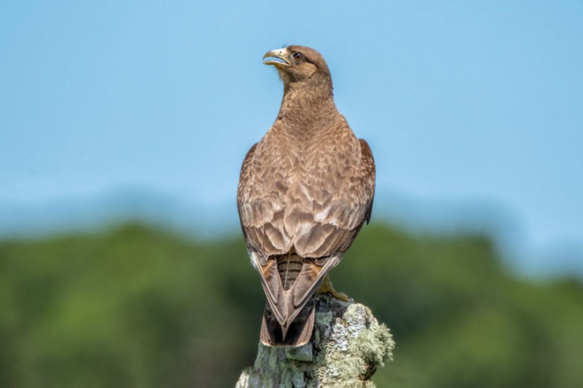 O Sentinela do Cerrado