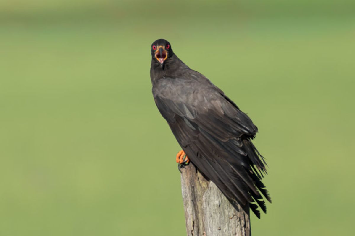 Sentinela da Lagoa