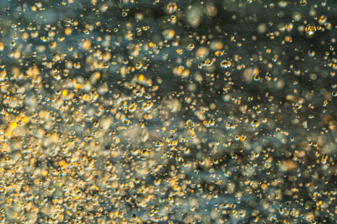 Golden Dew