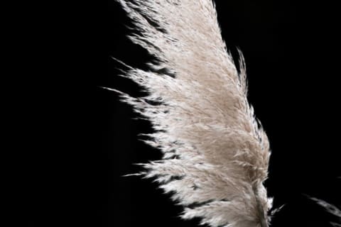 Pureza