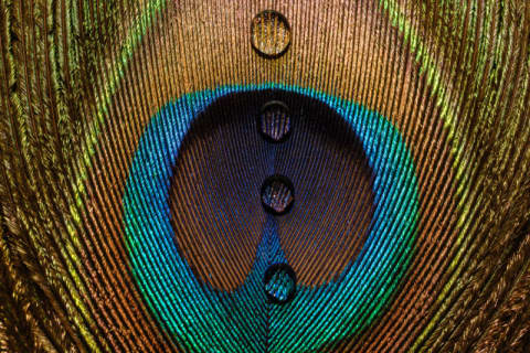 Eyes of Nature