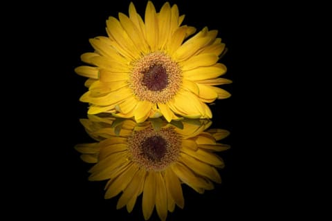 Duplicate