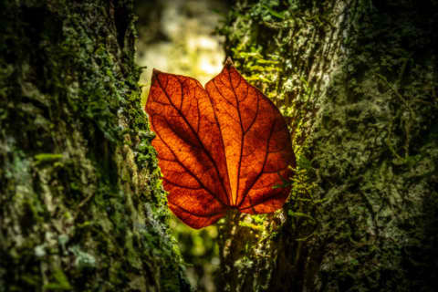 Bring Light