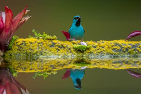 Azul en el espejo