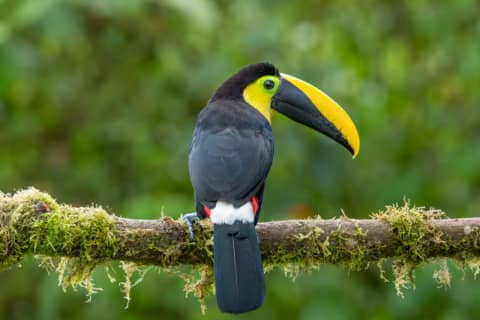 Majestade Tropical