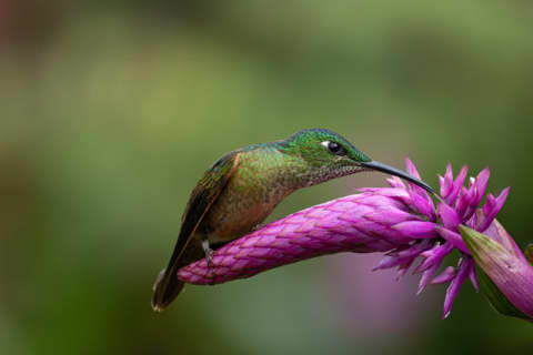 O Beijo das Flores